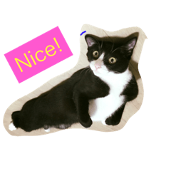 [LINEスタンプ] ネコのラブとトラ