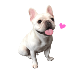 [LINEスタンプ] French bulldog Hanapu