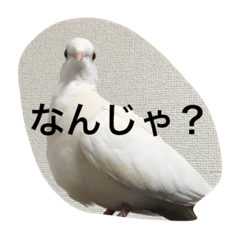 [LINEスタンプ] today chiro