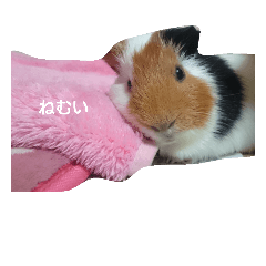 [LINEスタンプ] モルモットのデールくん❤