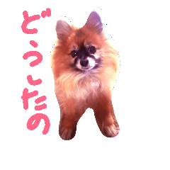 [LINEスタンプ] Wan  Wan