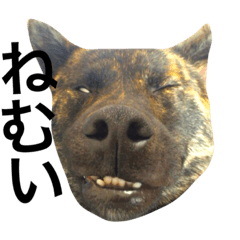 [LINEスタンプ] ぶちゃカワ甲斐犬 ボビーの毎日