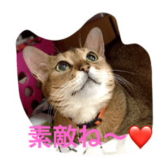 [LINEスタンプ] LOVE  CATS