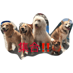 [LINEスタンプ] COCORA   1