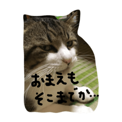 [LINEスタンプ] うち猫ゴモラ