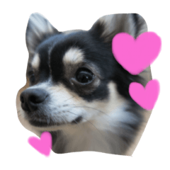 [LINEスタンプ] チワワのまろくん