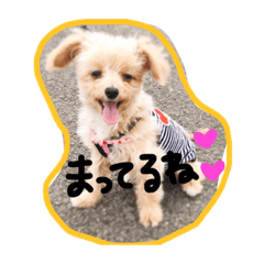 [LINEスタンプ] かわいいここちゃん