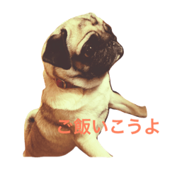[LINEスタンプ] 黒パグ 白パグ ちゃん