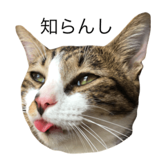 [LINEスタンプ] 顔芸猫とらぢ