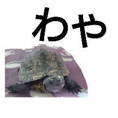 [LINEスタンプ] 北海道弁でしゃべる亀
