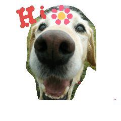 [LINEスタンプ] My Life with Fine.(in Fall)