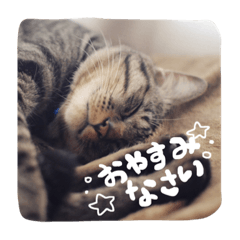 [LINEスタンプ] うちの子ふくちゃん