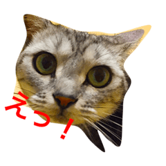 [LINEスタンプ] 気持ちを伝えたい猫
