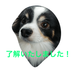 [LINEスタンプ] チワワのらびちゃん