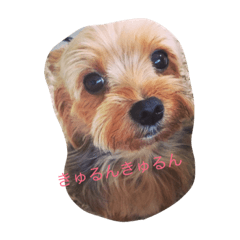 [LINEスタンプ] だいすき ヨーキー