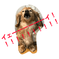 [LINEスタンプ] くぅちゃんと仲間たち♡スタンプ