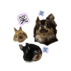 [LINEスタンプ] kuon