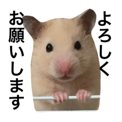 [LINEスタンプ] キンクマハムスター  おあげちゃん