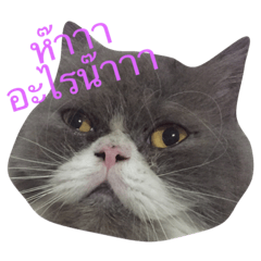 [LINEスタンプ] This is p'koh