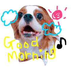 [LINEスタンプ] キャバリアのペロちゃん