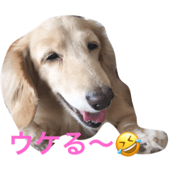 [LINEスタンプ] 関西犬 花子