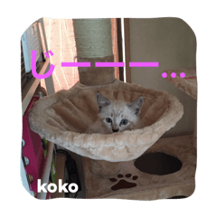 [LINEスタンプ] 子猫のkokoちゃんスタンプ