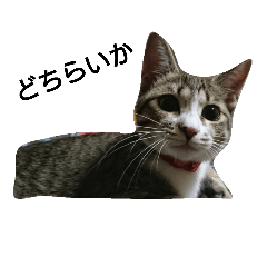[LINEスタンプ] 阿波弁猫 メイちゃんの画像（メイン）