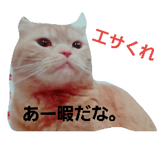 [LINEスタンプ] ゆるーいぽこちゃん