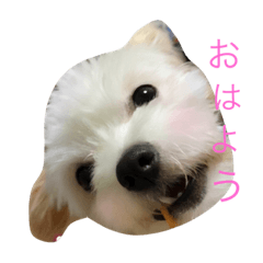 [LINEスタンプ] ぷあちゃん