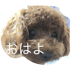 [LINEスタンプ] トイプードルによる挨拶