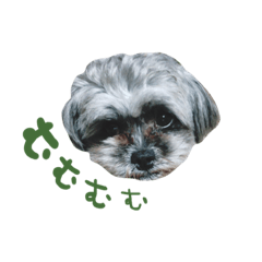 [LINEスタンプ] もこぞー！