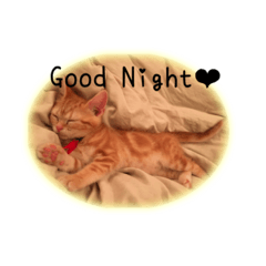 [LINEスタンプ] 亀戸のねこ