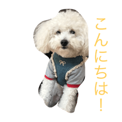 [LINEスタンプ] ホワイトトイプーくう