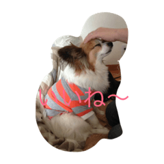 [LINEスタンプ] おちゃマル