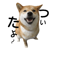 [LINEスタンプ] 私はあなたの犬です
