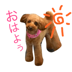 [LINEスタンプ] トイプーもも♡日常用スタンプ