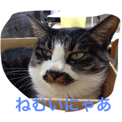 [LINEスタンプ] 猫 うみちゃん