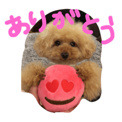 [LINEスタンプ] トイプーCOCOのまいにち
