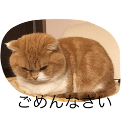 [LINEスタンプ] スコティッシュホールドの693