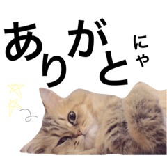 [LINEスタンプ] ツンデレ猫の"くぅちゃん"