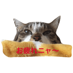 [LINEスタンプ] Nyan Nyansan