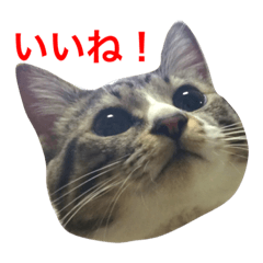 [LINEスタンプ] にゃんたちにゃんたち
