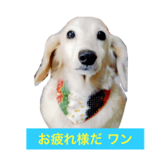 [LINEスタンプ] Miru   DOG