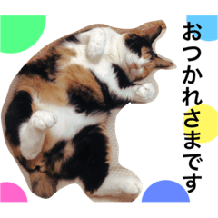 [LINEスタンプ] 三毛猫ハルちゃん②