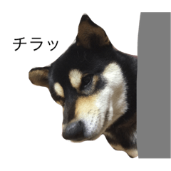 [LINEスタンプ] 黒柴と愉快なオヤジたち