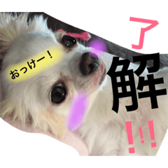 [LINEスタンプ] dog name is momo