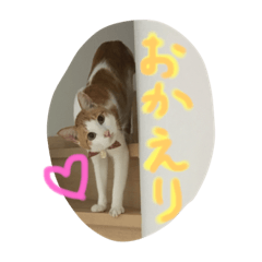 [LINEスタンプ] 小梅の生活（茶トラ白）