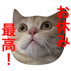 [LINEスタンプ] ニャン吉くん〜ネガティヴ社会人編〜