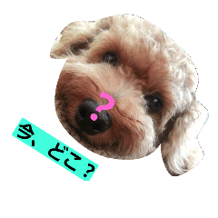 [LINEスタンプ] トイプードルQちゃん②