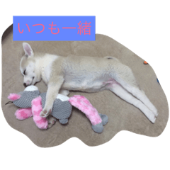 [LINEスタンプ] 保護犬ミルちゃん
